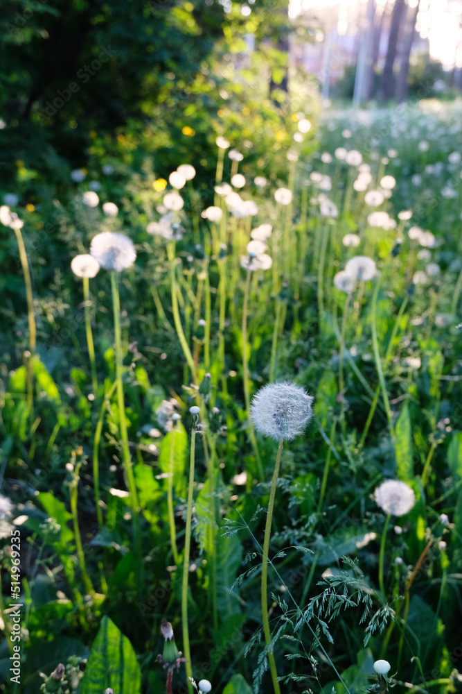 White fluffy dandelions close-up in the backlight of the setting sun. Beautiful summer nature