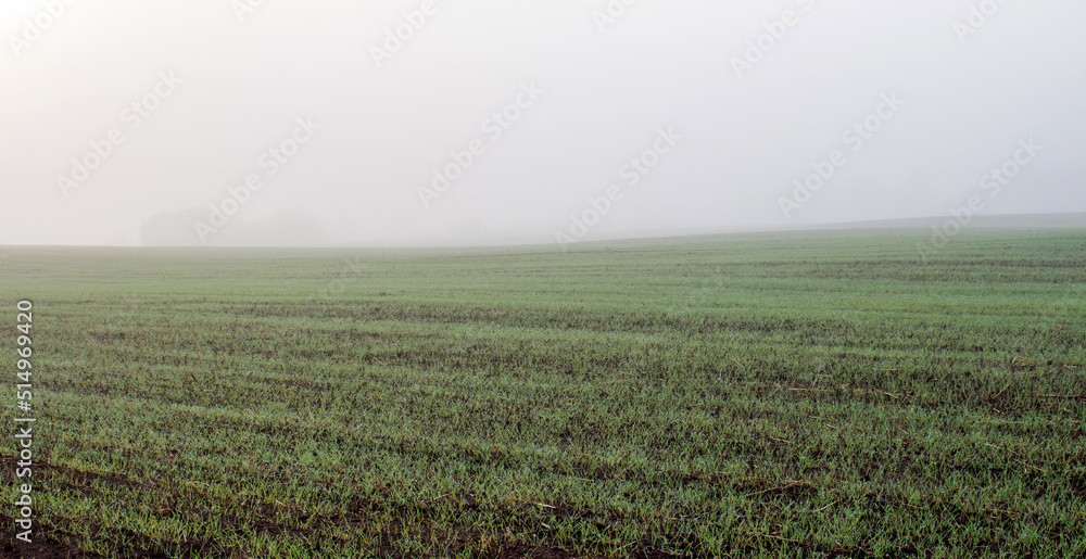 Field on the morning mist background.