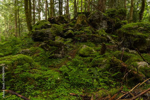 Fototapeta Naklejka Na Ścianę i Meble -  alpine forest landscape in Austria