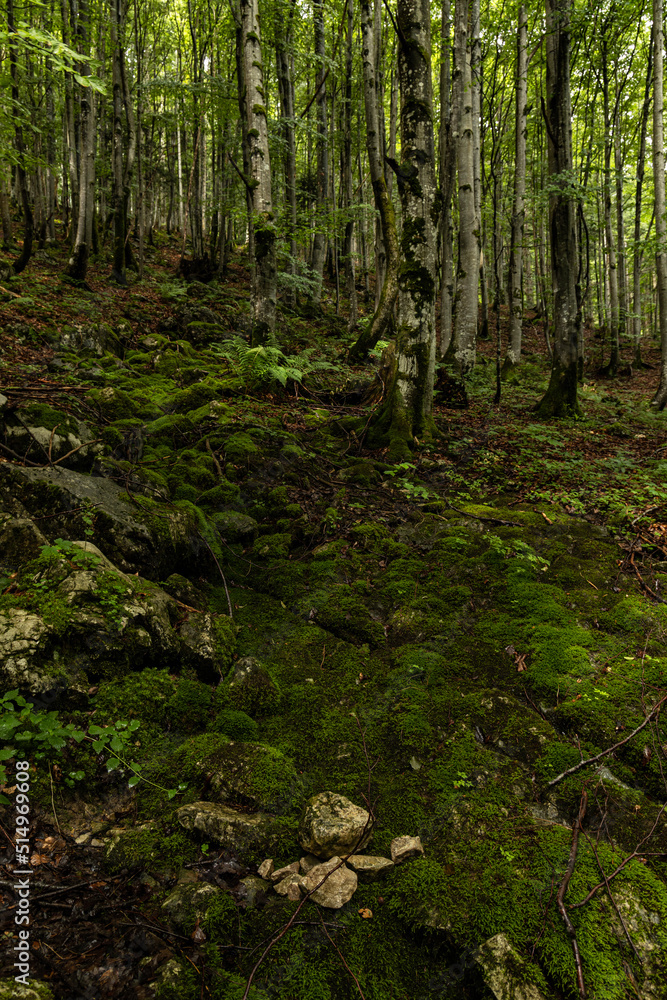 alpine forest landscape in Austria alpine forest landscape in Austria