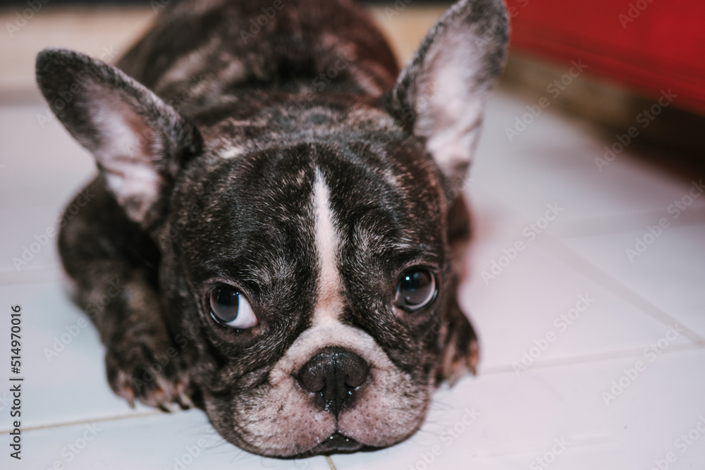 Little French bulldog sitting on White floor looking at camera