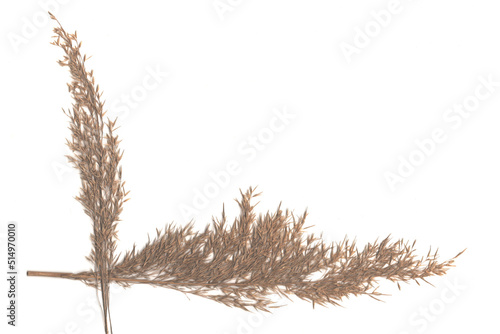 Reed, reed flowering. Original background for writing text