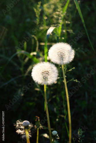 White fluffy dandelions close-up in the backlight of the setting sun. Beautiful summer nature