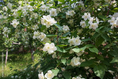 Blooming japanese mock-orange. White beautiful flowers in sunny day outdoors. Blooming bush of philadelphus in the garden. photo