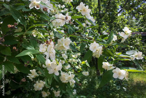 Blooming japanese mock-orange. White beautiful flowwers in sunny day outdoors. Blooming bush of philadelphus in the garden. photo