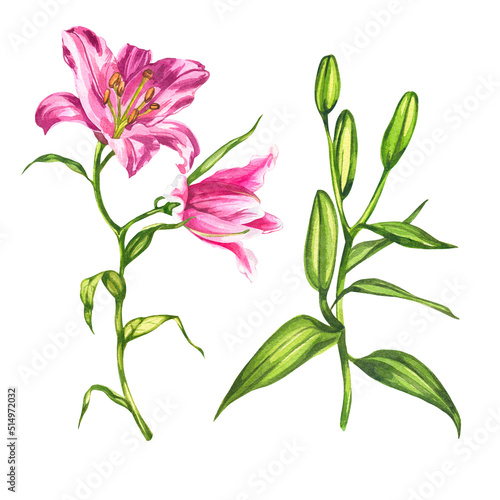 Lilies. Watercolor botanical illustration. Elements of flowers