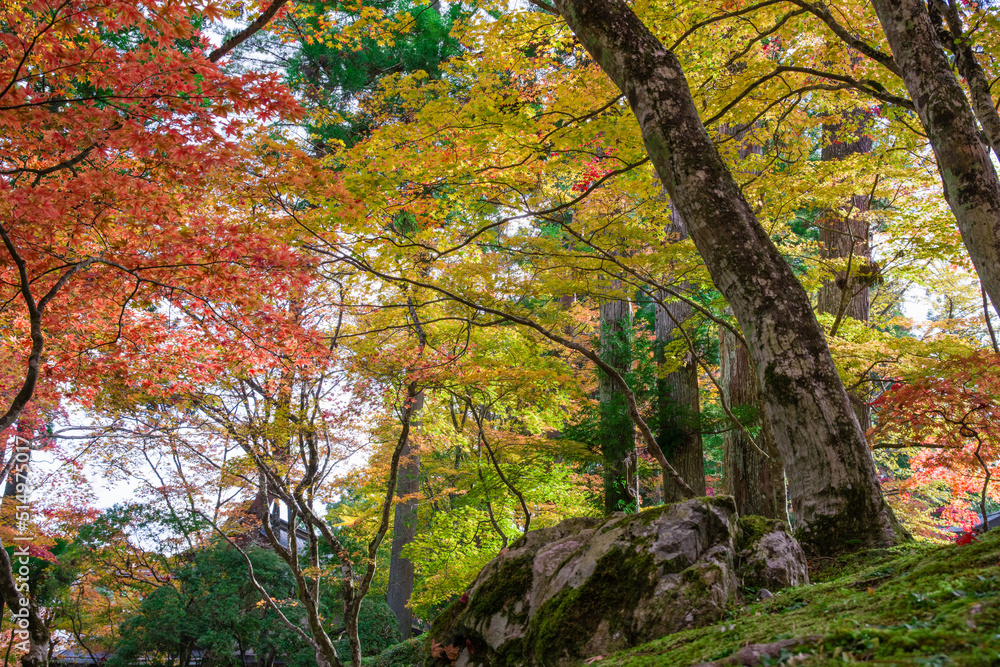 高野山（和歌山県高野町）の紅葉