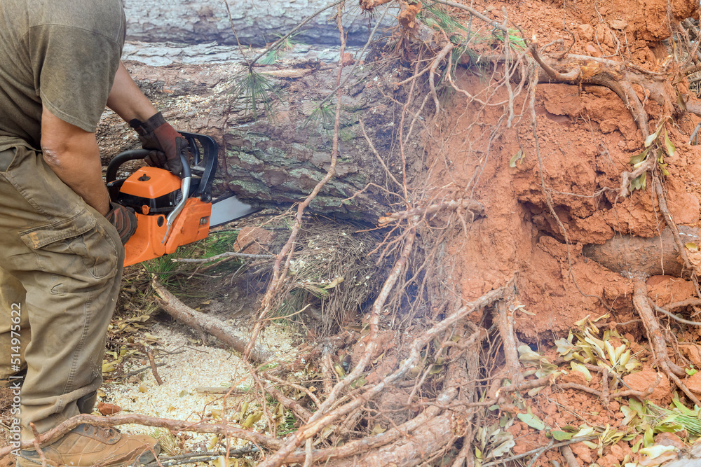 An employee of a municipal agency cuts down a tree after a violent storm using a sawn chainsaw An employee of a municipal agency cuts down a tree after a violent storm using a sawn chainsaw