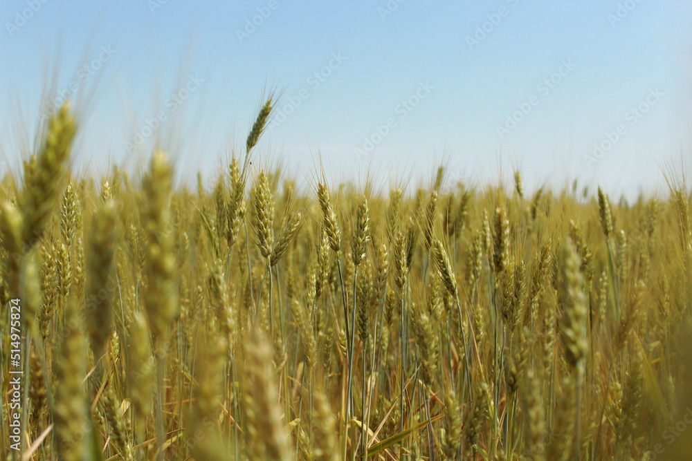wheat field against the sky wheat field against the sky
