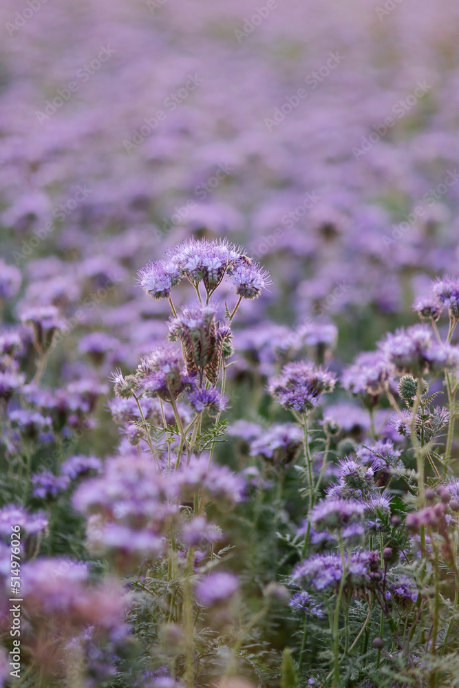 Obraz premium Phacelia grows in the field. A meadow planted with purple honey plants. Plants for bees. Beautiful purple flower. Summer bloom. agriculture. Ecological plant. bee survival