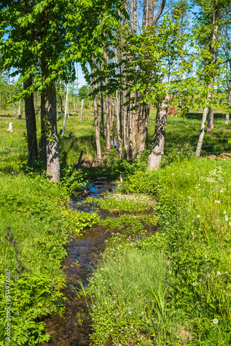 Fototapeta Naklejka Na Ścianę i Meble -  Creek in a meadow in the summer