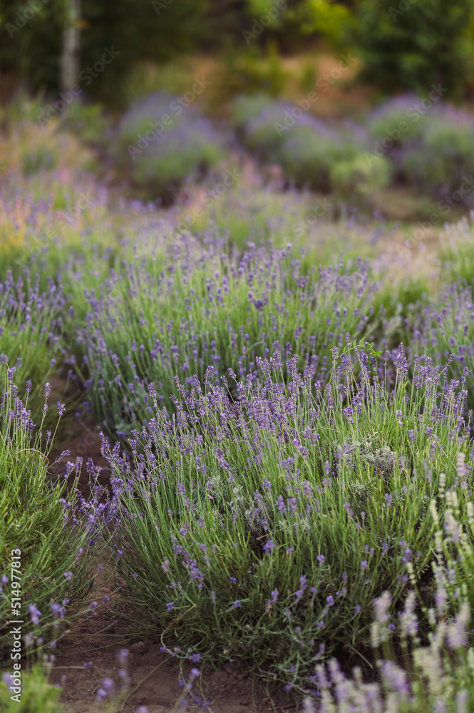 Natural Vertical Screensaver. Lavender Bushes, Botanical Garden