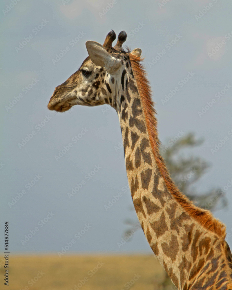 Obraz premium Giraffe Serengeti Tanzania