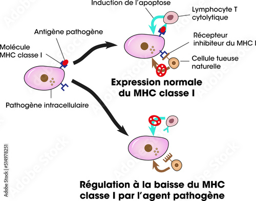 Natural killer cell process in French