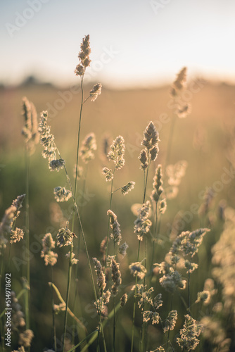 spikelets of Cocksfoot Grass in the rays of sunset in the field