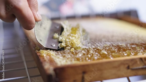 Close Up View of Hand Holding Uncapping Fork Scraping and Removing Gently Beeswax and Natural Fresh Honey on Hive Honeycomb Frame, Traditional Bio Apiculture and Honey Harvest