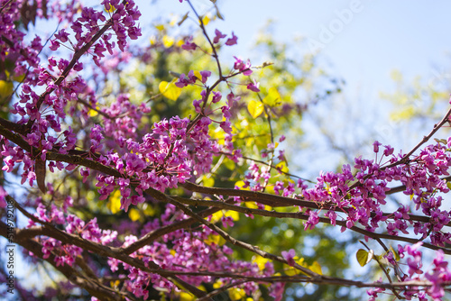 Blossoming of the Eastern Redbud tree (Cercis canadensis) 