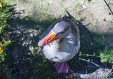Red neb duck in Reservation National park Askania Nova, Ukraine