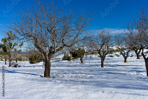 Almendros en la nieve © Toni