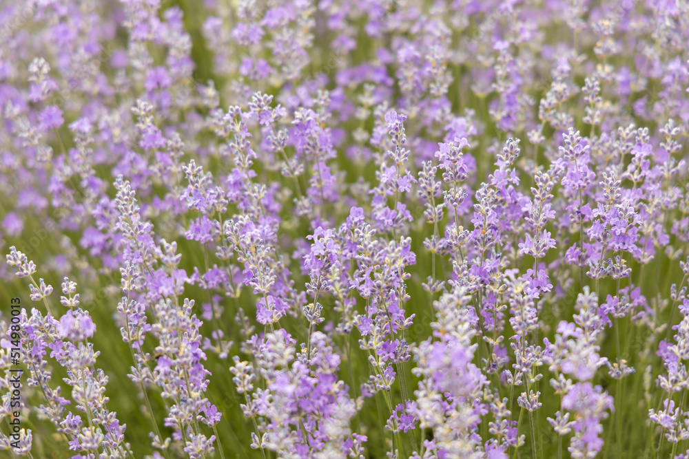 Close up lavender bushes. Flowers of lavandula. Close up lavender bushes. Flowers of lavandula.