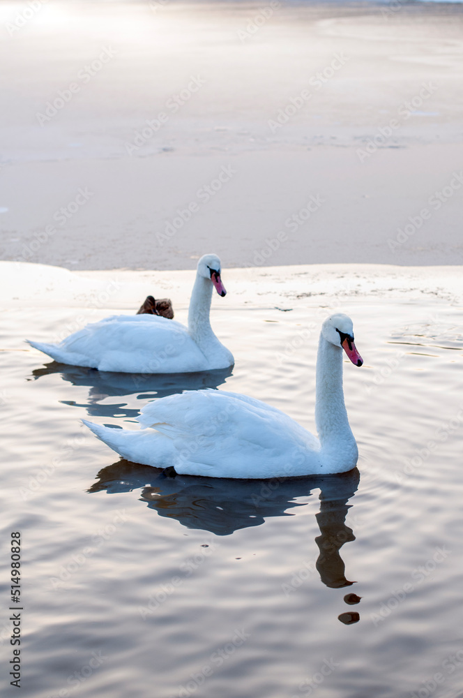 Fototapeta premium white swans group on the lake swim well under the bright sun
