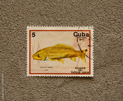 Cuba correos 1977, a stamp printed in Cuba, depicts the Freshwater Fishes of the Park Aquarium. Lenin, Gash Fauna. Cyprinus carpio photo