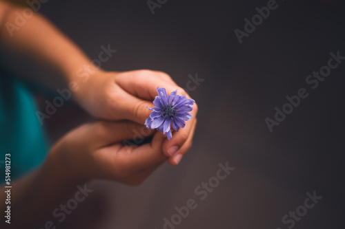 Top view of innocent hands of a child holding a beautiful delicate purple flower