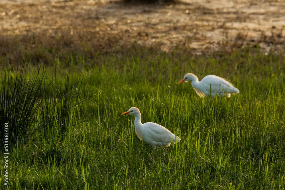 Fototapeta premium Cattle egret (Bubulcus ibis) in Aiguamolls De L Emporda Nature Reserve, Spain