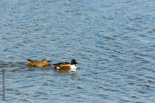 Mallard in spring in Aiguamolls De L Emporda Nature Park, Spain