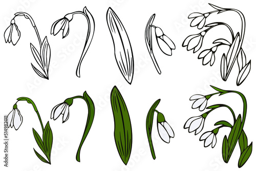 Vector drawing of snowdrops. Snowdrops for decoration and design.