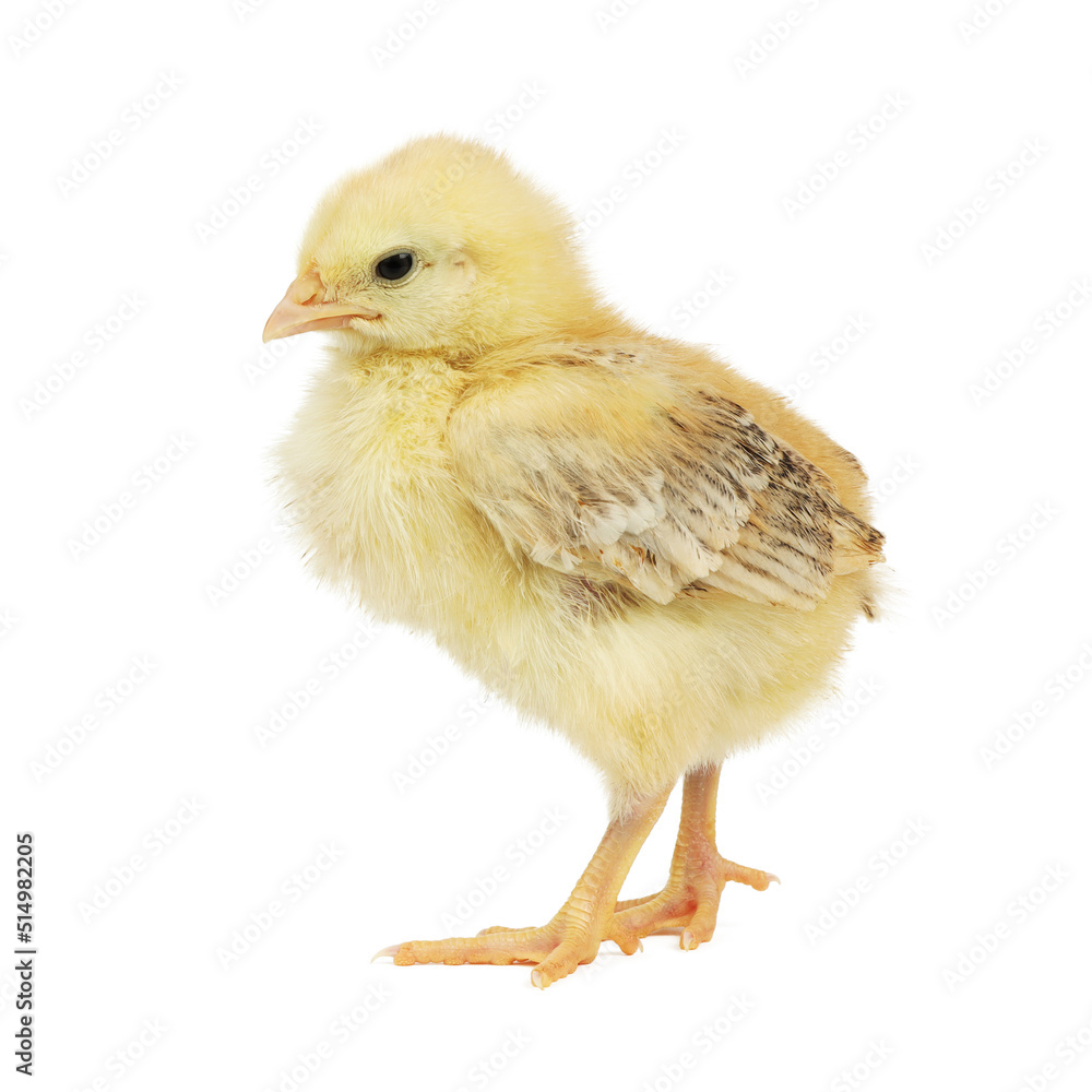 Obraz premium Young yellow chicken on a white background, a young poultry.