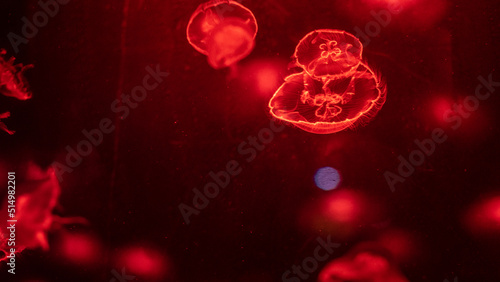 colorful red jellyfish floating in the dark with glowing neon effect