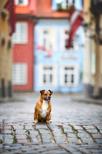 happy mixed breed dog sitting on the streed of old town Riga  Latvia