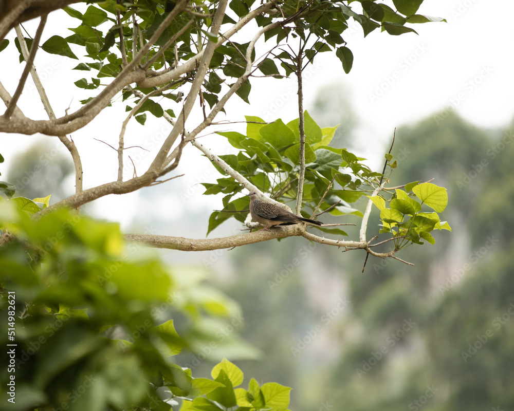 wild pigeon on a tree in a forest