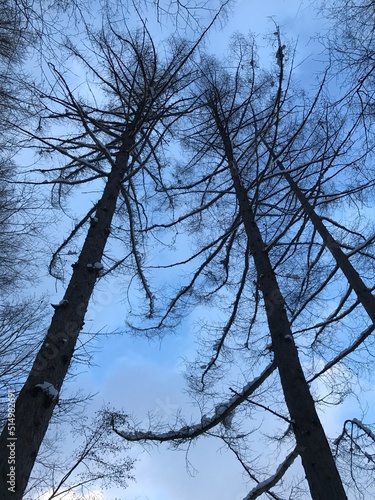 trees in winter