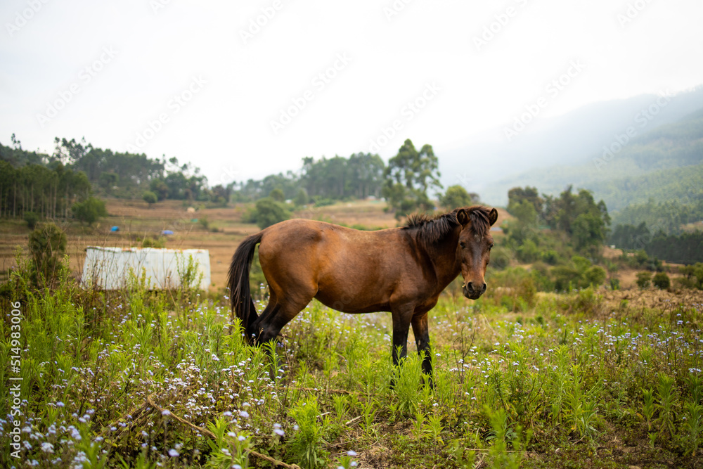 Naklejka premium horse in the meadow