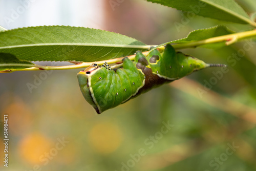 Puss moth or Cerura vinula caterpillar feeding on a Salix or Willow Tree