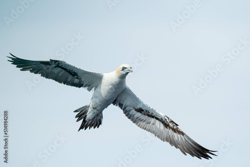 A northern gannet (Morus bassanus) flying over the Mediterranean sea, catching fish.