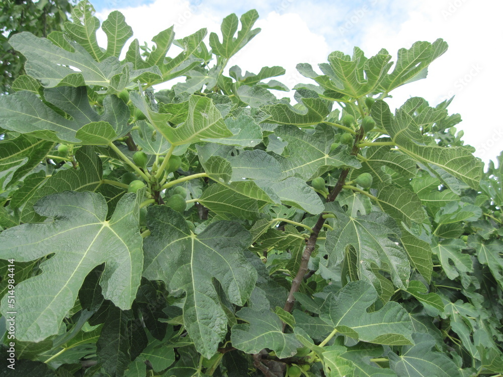 green figs growing in a garden. figs on a tree
green figs growing in a garden. figs on a tree