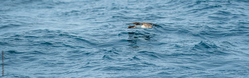 Obraz premium A balearic shearwater (Puffinus mauretanicus) flying in in the Mediterranean Sea and diving to get fish