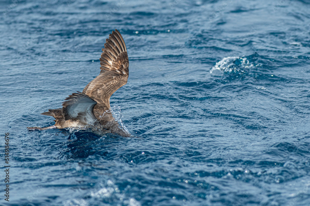 Fototapeta premium A balearic shearwater (Puffinus mauretanicus) flying in in the Mediterranean Sea and diving to get fish