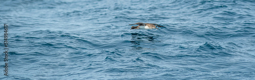 A balearic shearwater  Puffinus mauretanicus  flying in in the Mediterranean Sea and diving to get fish
