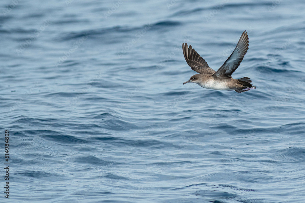 A balearic shearwater (Puffinus mauretanicus) flying in in the Mediterranean Sea and diving to get fish A balearic shearwater (Puffinus mauretanicus) flying in in the Mediterranean Sea and diving to get fish