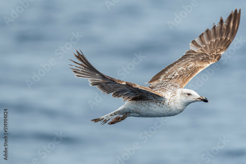 A balearic shearwater (Puffinus mauretanicus) flying in in the Mediterranean Sea and diving to get fish photo