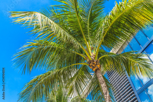 Palm Tree Close Up Miami Beach Florida