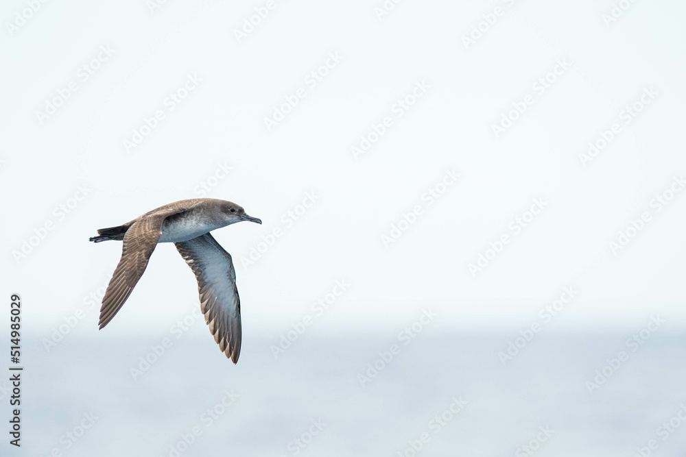 Obraz premium A balearic shearwater (Puffinus mauretanicus) flying in in the Mediterranean Sea and diving to get fish
