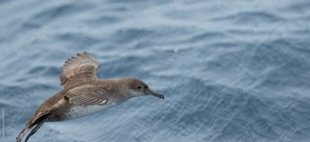 A balearic shearwater (Puffinus mauretanicus) flying in in the Mediterranean Sea and diving to get fish A balearic shearwater (Puffinus mauretanicus) flying in in the Mediterranean Sea and diving to get fish