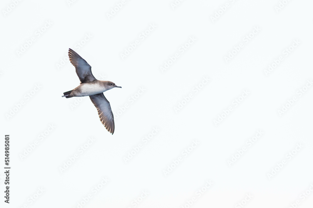 Obraz premium A balearic shearwater (Puffinus mauretanicus) flying in in the Mediterranean Sea and diving to get fish