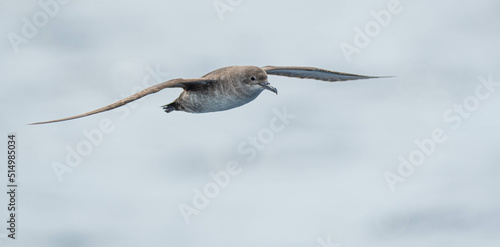 A balearic shearwater  Puffinus mauretanicus  flying in in the Mediterranean Sea and diving to get fish