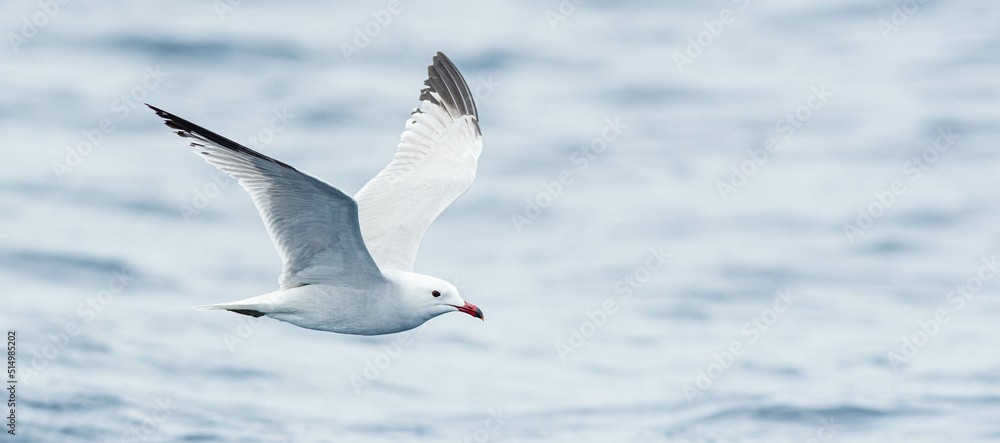 An Audouin's gull (Ichthyaetus audouinii) flying over the Mediterranean sea An Audouin's gull (Ichthyaetus audouinii) flying over the Mediterranean sea